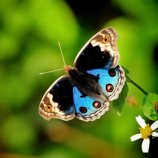 Photo:  Junonia orithya